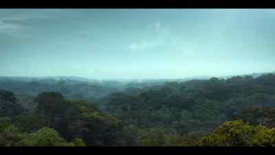And in the forest, - Chimp Empire