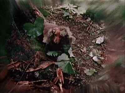 And in the middle of this deep,
dark forest, - Monty Python Live at the Hollywood Bowl