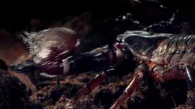 ..and in the same territory. - Micro Monsters with David Attenborough