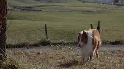And in the spring, the whole class
will be taking a field trip - Lassie