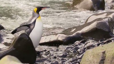 'And in the sub-Antarctic,
the king penguin - A Year on Planet Earth