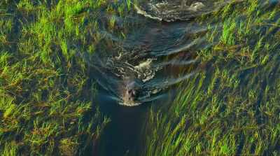 And in their wake,
leave hippo-sized highways… - Surviving Paradise: A Family Tale