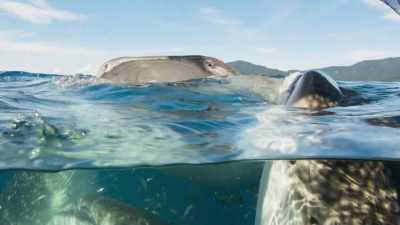 And in these safe waters, there is a
chance for their numbers to increase. - Seven Worlds, One Planet