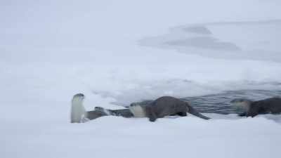 And in these trying conditions, - Epic Yellowstone