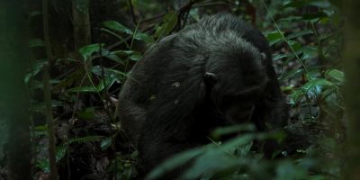 And his injuries aren't improving. - Chimp Empire