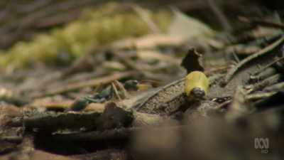 And instead of using scent to hunt, - David Attenborough's Tasmania