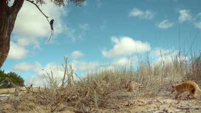 And so irresistible to a drongo, - The Secret Lives of Animals