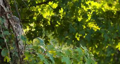 And this is a real --
a real concern, - The Pollinators