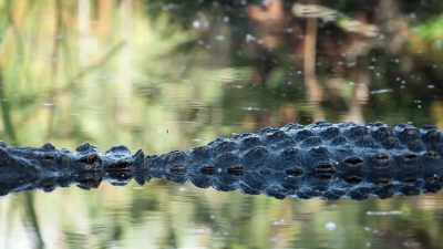 And this is a real Jurassic Park... - United States of Animals