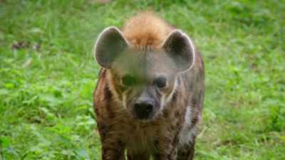 And he is, he's a very calm,
very sensitive animal. - Magic of Disney's Animal Kingdom