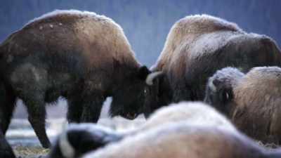 And this is operation bison drop. - United States of Animals