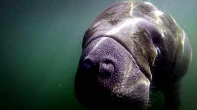 And this is the Florida manatee, - United States of Animals