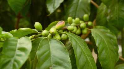And this is the way to
get that coffee to produce. - Restaurants at the End of the World