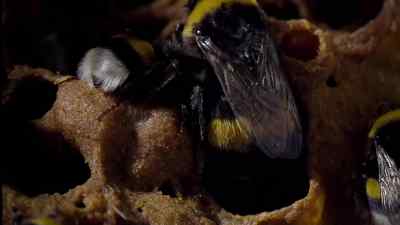 And this is their queen. - Micro Monsters with David Attenborough
