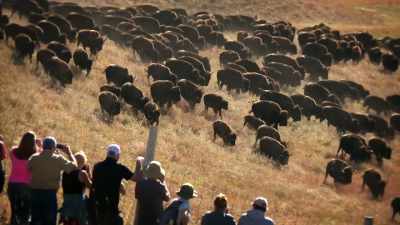 And this is thunder on the plains. - United States of Animals