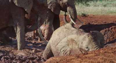 And this is vital for the killifish, - The Elephant Queen