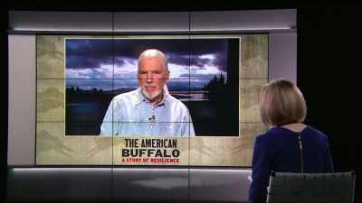 And that is, as we
just heard from Roslyn, - The American Buffalo
