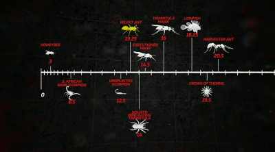 And it was almost as bad
as the executioner wasp. - Kings of Pain