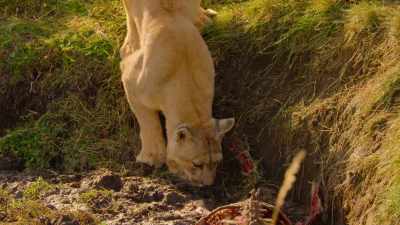 And it has also led to an increase
in space and prey, - Our Great National Parks