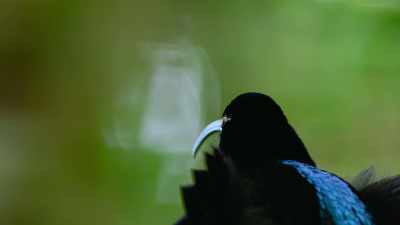 And, when it comes to first impressions, - Dancing with the Birds