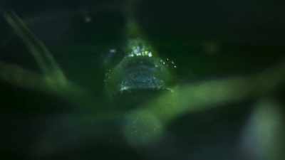 And after it has fed, a bladderwort
has enough energy - The Green Planet
