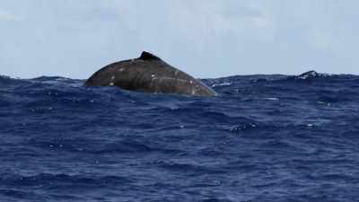 "And where it goes from here" - Secrets of the Whales