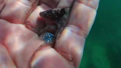 And it was joyous.
It was like, "Well, there she is." - My Octopus Teacher