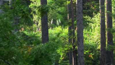 And it was keeping those trees
between... me and it. - Expedition Bigfoot
