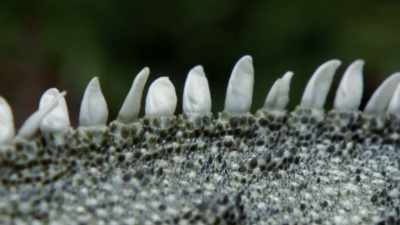 And while it might look like
a miniature dinosaur, - Modern Dinosaurs