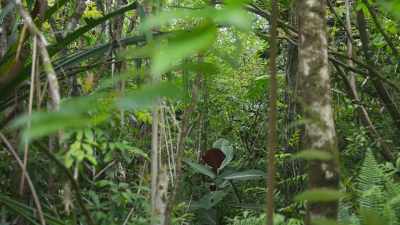 And once it occupies that entire
area, - The Green Planet