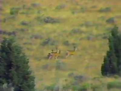 And as it was recovered,
wildlife were coming back - Wild Wild Country
