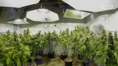 And it's an underground
growing facility. - I Was a Teenage Felon