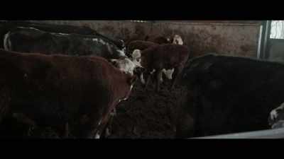 And it's going to be
a massive change. - 73 Cows