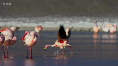 And it's hard to retain
one's dignity... - Planet Earth: A Celebration