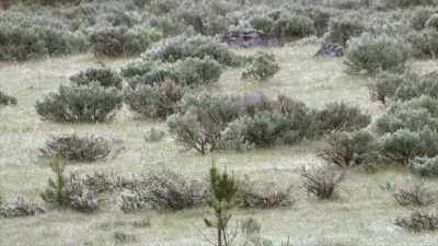 And it's how the young
cubs learn to use - Yellowstone: One-Fifty