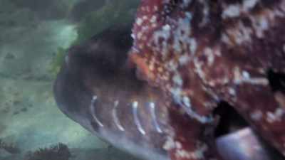 And it's like,
"Okay, now, this is too crazy." - My Octopus Teacher