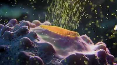And it's not just the corals that spawn, - Blue Planet II
