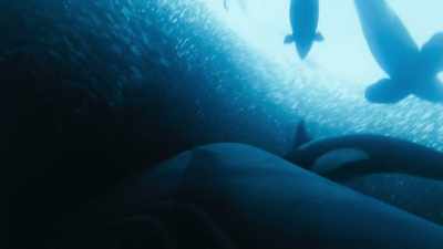And it's not just
the orcas feeding here... - Blue Planet II