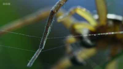 And it's not long before another
raft spider picks up the trail. - Wild Isles