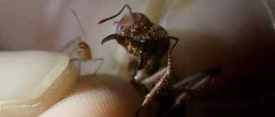 And it's not the smallest worker
in this colony, - Alien Worlds