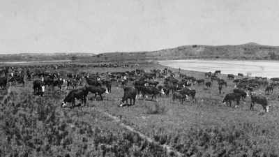 And it's odd to get rid
of something - The American Buffalo