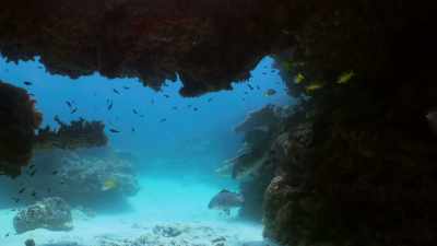 And it's on the seabed
that you can find - Attenborough's Life in Colour