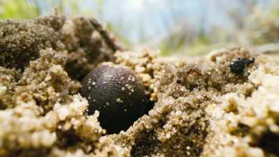 And it's one which suits the seeds
very well. - The Green Planet