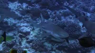 And it's really that survival
that is ultimately going to - Shark Attack Files