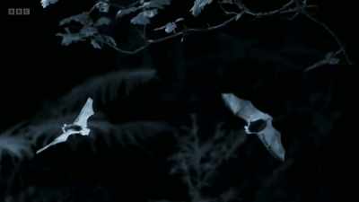And it's soon joined by others
emerging from a cave - Wild Isles