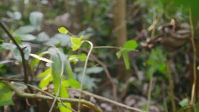 AND IT'S TAKING MUCH LONGER
THAN JOSé PLANNED. - Lost Cities of the Amazon
