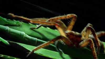 And it's their extraordinary
diversity - Micro Monsters with David Attenborough