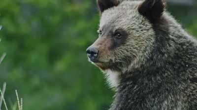 And it's time to make up
for six months without food. - Epic Yellowstone