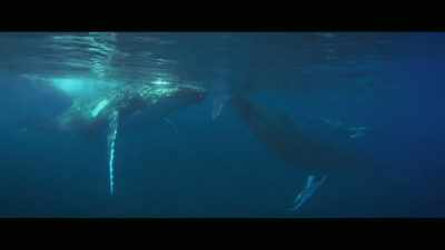 And it's very important for them - Envoy: Shark Cull
