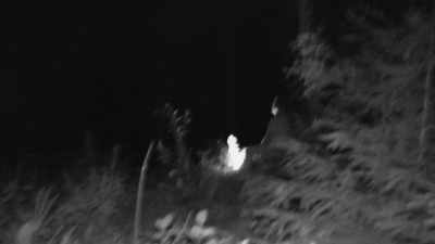 And I've been getting a weird - Expedition Bigfoot